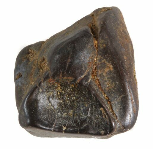 Triceratops Shed Tooth - Montana #41259